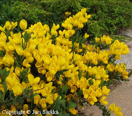 Cytisus decumbens, suikerovihma